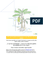 Por Qué La Planta Del Banano Es Una HierbA y No Un Árbol