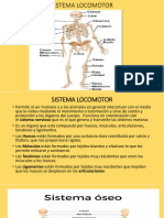 Sistema Locomotor