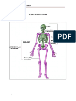 Anatomy Bones UL 2022