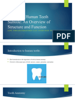 Exploring Human Teeth Subtitle: An Overview of Structure and Function