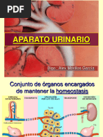 Aparato Excretor