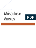 Músculos e Anexos - PPTX - 20240509 - 133505 - 0000