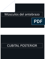 1 Musculos Del Antebrazo