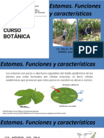 Estomas Funciones Características