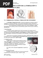 UD.1.-Identificación de La Formación y Erupción Dentaria