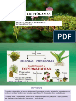 Criptogramas - Talofitos, Briofitos, Pteridofitos