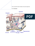 1) Tejido Nervioso