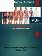 Aistema Digestório Anatomia Humana