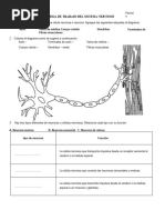 Hoja de Trabajo Del Sistema Nervioso