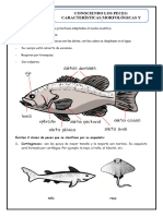 d3 Ficha Ciencia Conociendo A Los Peces Caracterísitcas Morfologicas y Fisiologicas