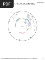 p1CSV PT7 GFP CotZ Sequence