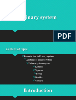 Urinary System