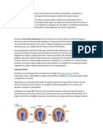 Hojas Blastodermicas, Anatomia