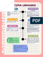 Sistema Genitourinario