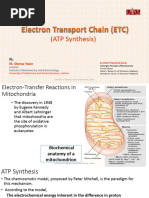 Electron Transport Chain (Etc)