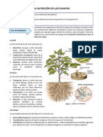 La Nutrición en Las Plantas