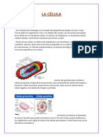 Celula 1