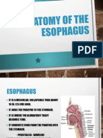 AnaPhysio of Esophagus and Stomach