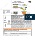 2.1 - 6° Taller Tejidos en Plantas - 6°