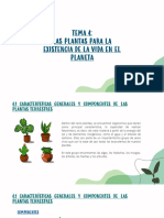 Las Plantas para La Existencia de La Vida en El Planeta