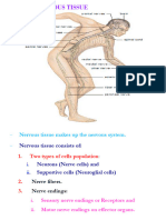 NERVOUS TISSUE by Merga PDF