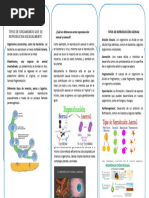 Triptico La Reproducción Sexual y Asexual