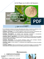 Cultivo de Limonero1