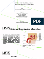 Sistema Reproductor Masculino
