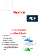 Protozoa-Haemoflagellates For Clinical Medicine