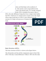 Basic Structure of RNA