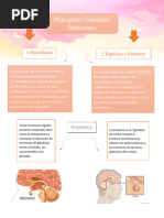 Glándulas Endocrinas