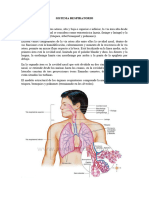 Sistema Respiratorio.