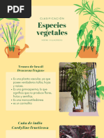 Clasificación de Las Plantas