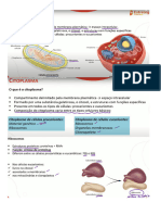 4 Cito Citoplasma