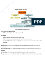 Central Nervous System and Human Brain - Science Class 10 