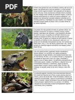 Animales de La Selva Con Informacion