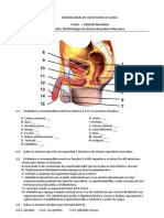 Mofofisiologia Do Sistema Reprodutor Masculino