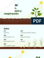 ES Plants - Nutrition, Photosynthesis and Respiration by Slidesgo