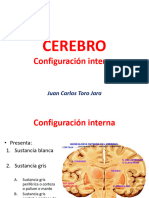 Configuración Interna Del Cerebro - 240705 - 160039