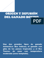 Origen y Difusión Del Ganado Bovino