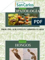 Unidad 2. Hongos