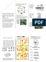 Rotación y Asociación de Cultivos (Triptico)