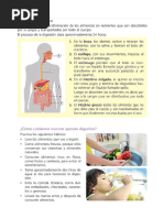 El Aparato Digestivo