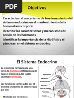 Clase N°10 El Sistema Endocrino