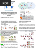 Cellular Immune Response