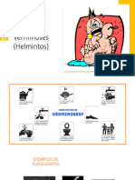 Vermes - PLatelmintos.