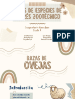 Razas de Ovinos