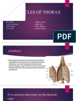 Muscles of Thorax-2