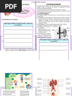 Ficha Ciencia Sistema Excretor