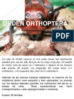 3 - Orthoptera